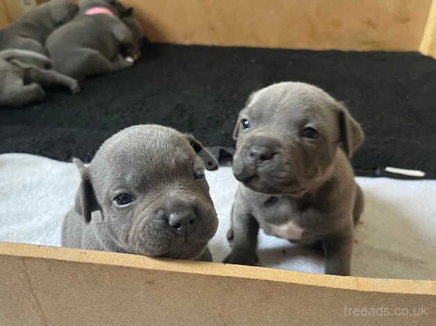 Blue Staffordshire Bull Terrier Puppies For Sale in Swansea - Image 3