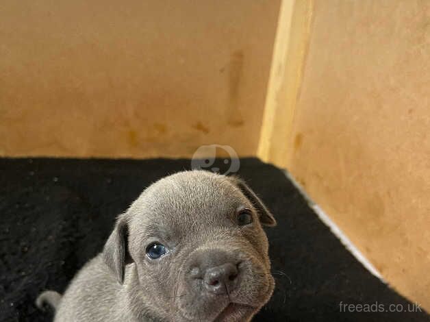 Blue Staffordshire Bull Terrier Puppies For Sale in Swansea - Image 4