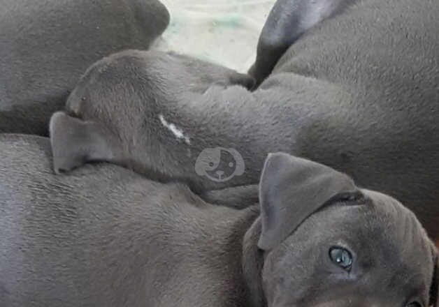 Blue staffordshire bull terrier puppies for sale in Cardiff/Caerdydd, Cardiff