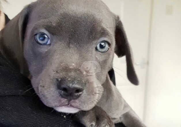 Blue staffordshire bull terrier puppies for sale in Cardiff/Caerdydd, Cardiff - Image 2