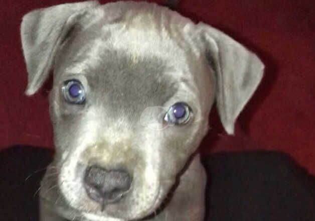 Blue staffordshire bull terrier puppies for sale in Cardiff/Caerdydd, Cardiff - Image 3