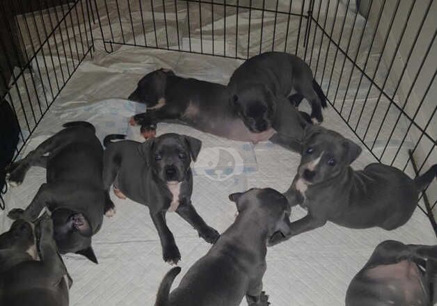 Blue staffordshire bull terrier puppies for sale in Cardiff/Caerdydd, Cardiff - Image 4