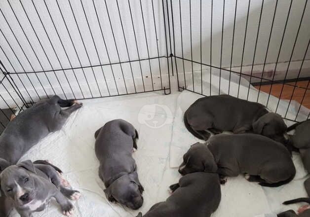 Blue staffordshire bull terrier puppies for sale in Cardiff/Caerdydd, Cardiff - Image 5