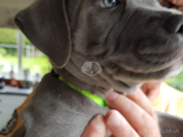 Blue Staffordshire bull terrier puppies for sale in Pitlochry, Perth and Kinross