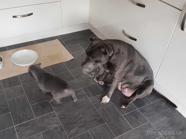 Blue Staffordshire bull terrier puppies for sale in Pitlochry, Perth and Kinross - Image 2