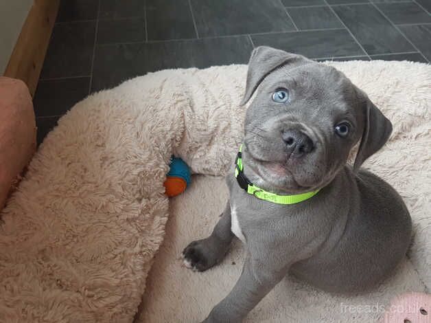 Blue Staffordshire bull terrier puppies for sale in Pitlochry, Perth and Kinross - Image 3