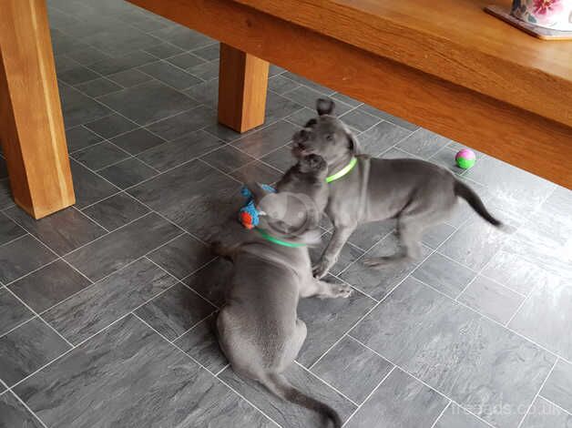 Blue Staffordshire bull terrier puppies for sale in Pitlochry, Perth and Kinross - Image 5