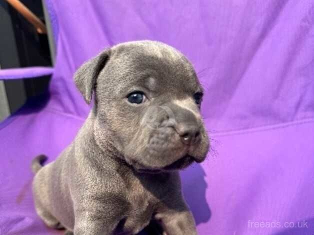 Blue Staffordshire Bull Terrier Puppies for sale in Southampton, Hampshire