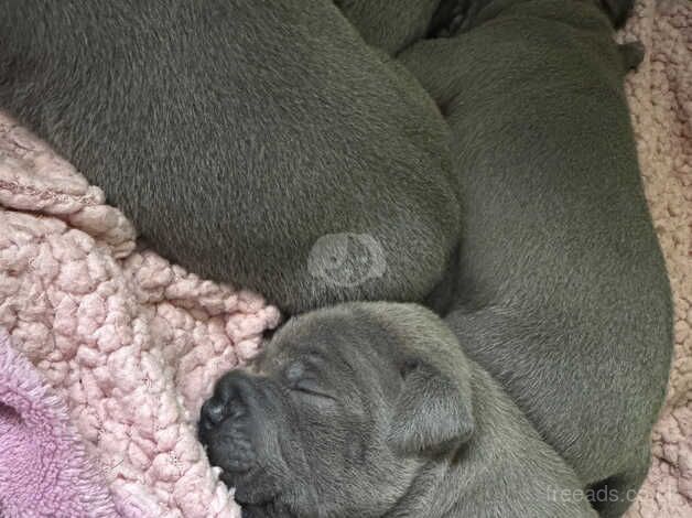 Blue Staffordshire Bull Terrier Puppies for sale in Southampton, Hampshire - Image 2