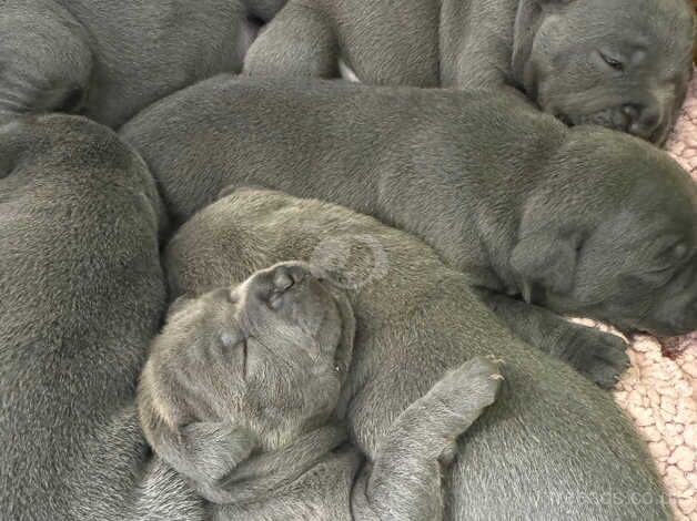 Blue Staffordshire Bull Terrier Puppies for sale in Southampton, Hampshire - Image 3