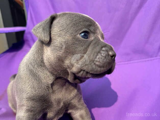 Blue Staffordshire Bull Terrier Puppies for sale in Southampton, Hampshire - Image 5