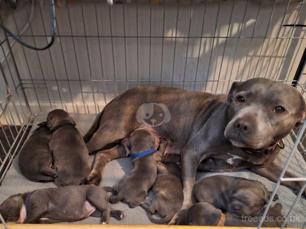 Blue Staffordshire bull terrier puppies for sale in Swadlincote, Derbyshire