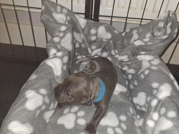 Blue Staffordshire bull terrier puppies for sale in Swadlincote, Derbyshire - Image 2