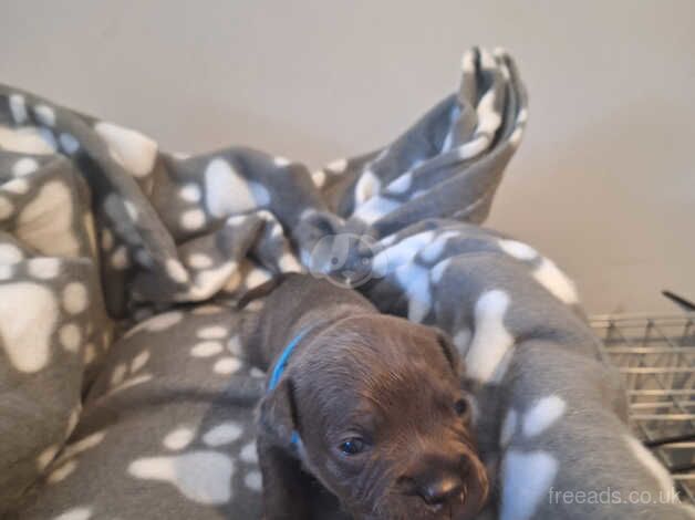 Blue Staffordshire bull terrier puppies for sale in Swadlincote, Derbyshire - Image 3