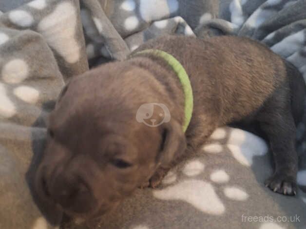 Blue Staffordshire bull terrier puppies for sale in Swadlincote, Derbyshire - Image 4