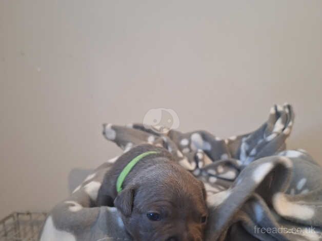 Blue Staffordshire bull terrier puppies for sale in Swadlincote, Derbyshire - Image 5