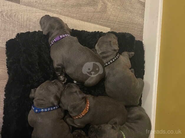 Blue Staffordshire bull terrier puppies for sale in Swadlincote, Derbyshire - Image 1