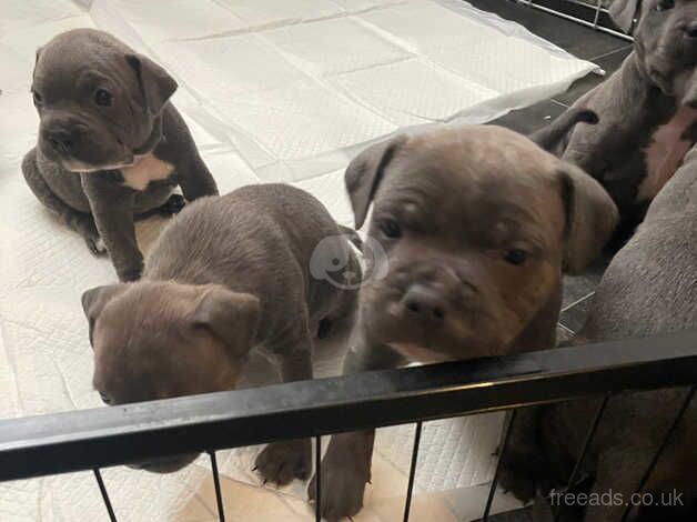 Blue Staffordshire bull terrier puppies for sale in Swadlincote, Derbyshire - Image 3