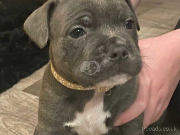 Blue Staffordshire bull terrier puppies for sale in Swadlincote, Derbyshire - Image 5