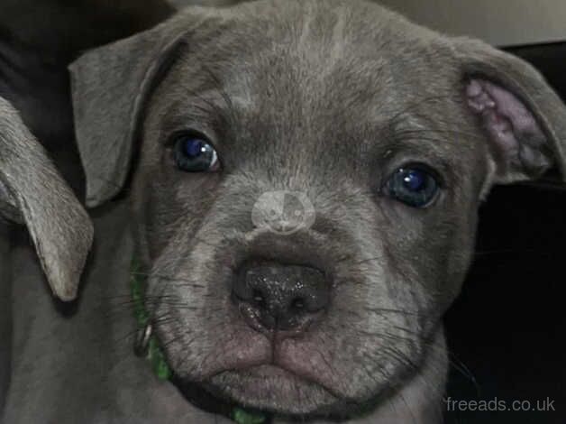 Blue staffordshire bull terrier puppies for sale in Swansea