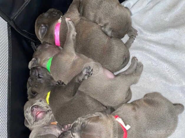 Blue staffordshire bull terrier puppies for sale in Swansea - Image 2