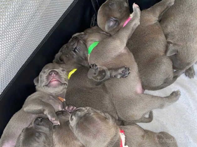 Blue staffordshire bull terrier puppies for sale in Swansea - Image 3