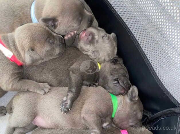 Blue staffordshire bull terrier puppies for sale in Swansea - Image 4