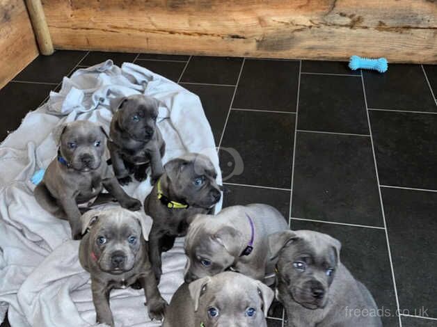 Blue staffordshire bull terrier puppies for sale in Swansea - Image 5