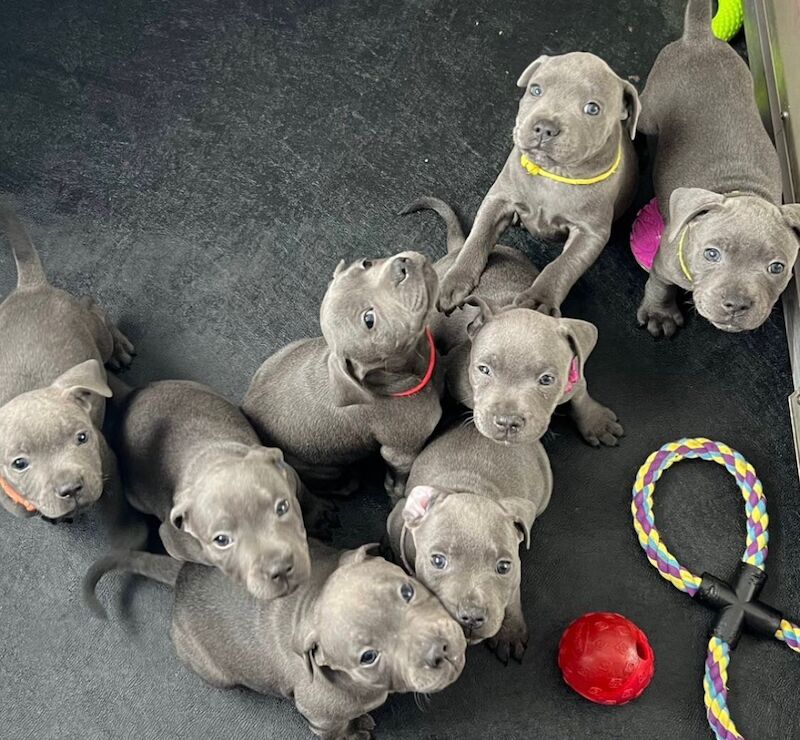 Blue staffordshire bull terrier puppies KC for sale in Chelmsford, Essex