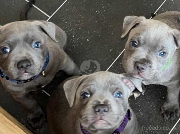 Blue staffordshire bull terrier puppies KC for sale in Walsall, West Midlands