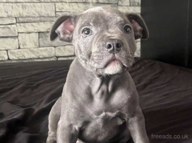 Blue Staffordshire bull terrier puppy for sale in Dudley, Tyne and Wear