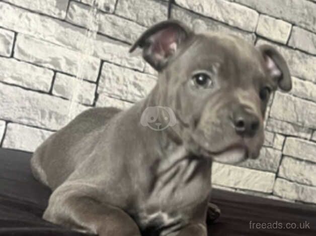 Blue Staffordshire bull terrier puppy for sale in Dudley, Tyne and Wear - Image 2