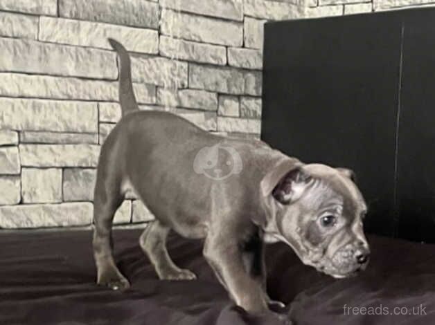 Blue Staffordshire bull terrier puppy for sale in Dudley, Tyne and Wear - Image 3