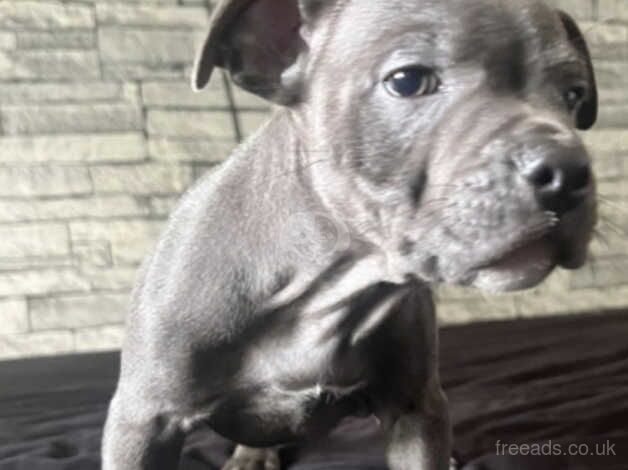 Blue Staffordshire bull terrier puppy for sale in Dudley, Tyne and Wear - Image 4