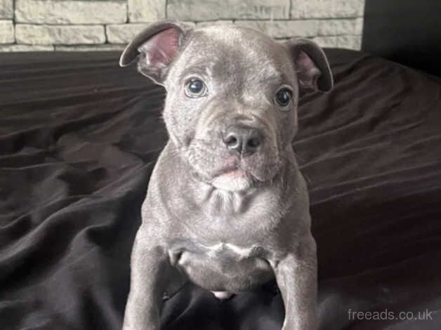 Blue Staffordshire bull terrier puppy for sale in Dudley, Tyne and Wear - Image 5