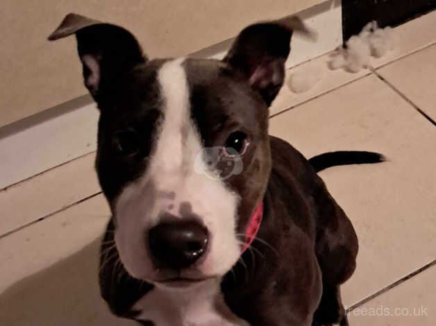 Blue Staffordshire bull terrier puppy for sale in Maryport, Cumbria