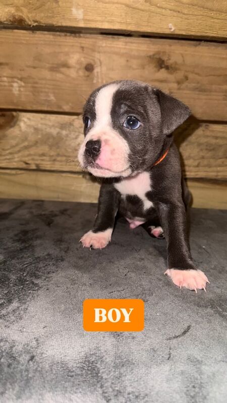 Blue Staffordshire bull terrier pups for sale in Ellesmere Port, Cheshire