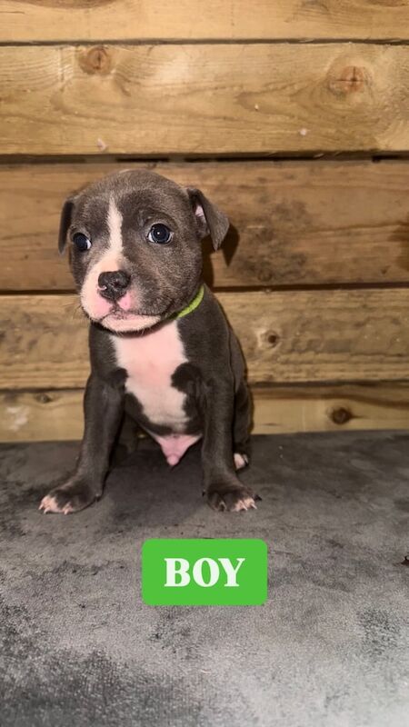 Blue Staffordshire bull terrier pups for sale in Ellesmere Port, Cheshire - Image 2