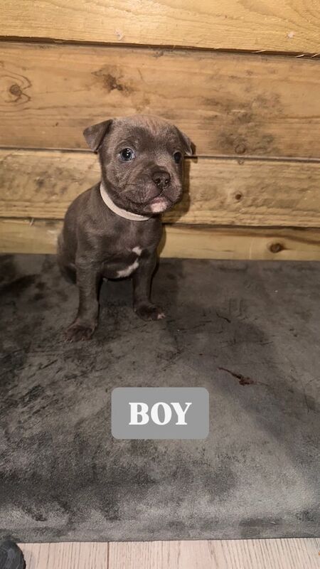 Blue Staffordshire bull terrier pups for sale in Ellesmere Port, Cheshire - Image 3