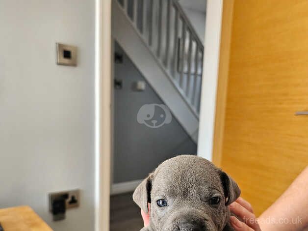 Blue Staffordshire bull terriers for sale in Little Newcastle, Pembrokeshire - Image 4