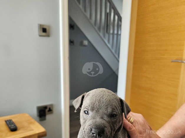 Blue Staffordshire bull terriers for sale in Little Newcastle, Pembrokeshire - Image 5