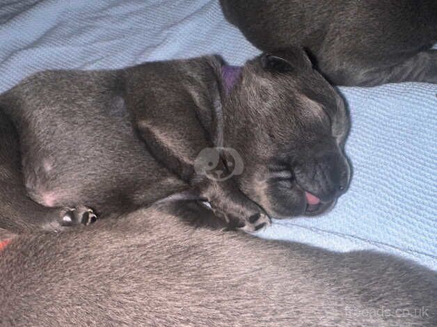 Blue Staffordshire bull terriers in Kent for sale in Sheerness, Kent - Image 3