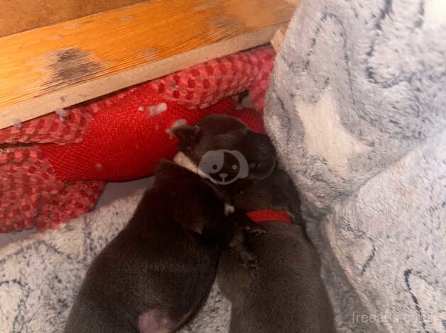 Blue Staffordshire bull terriers in Kent for sale in Sheerness, Kent - Image 4