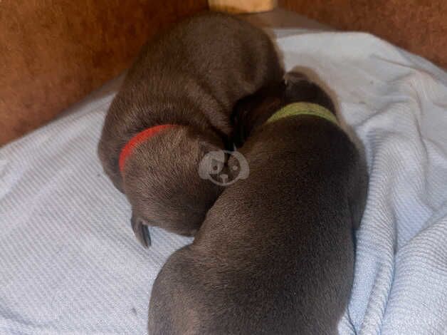 Blue Staffordshire bull terriers in Kent for sale in Sheerness, Kent - Image 5