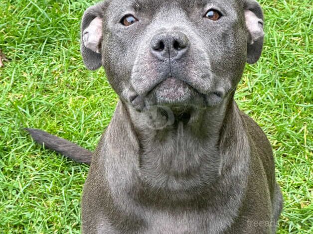 blue staffordshire bull terriers for sale in Lincoln, Lincolnshire - Image 1