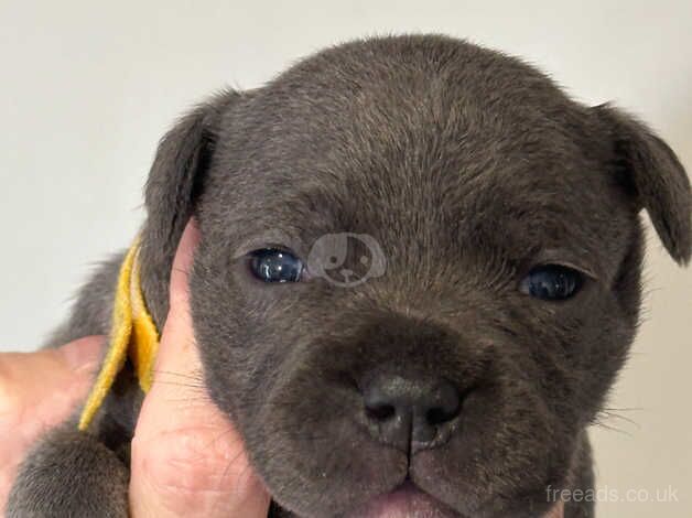 blue staffordshire bull terriers for sale in Lincoln, Lincolnshire - Image 2