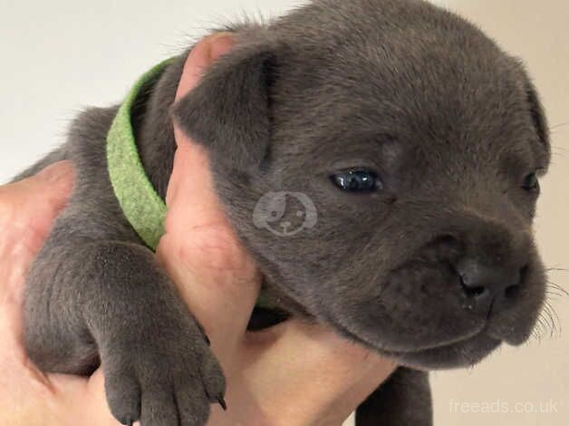 blue staffordshire bull terriers for sale in Lincoln, Lincolnshire - Image 3