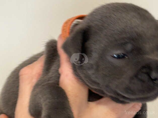 blue staffordshire bull terriers for sale in Lincoln, Lincolnshire - Image 4