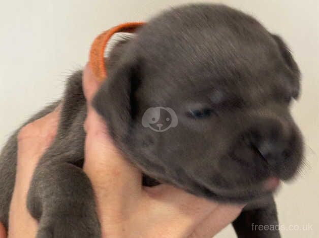 blue staffordshire bull terriers for sale in Lincoln, Lincolnshire - Image 5