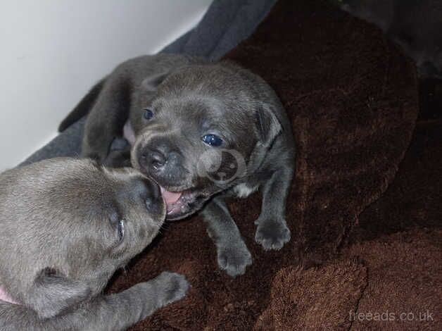 Blue Staffordshire bull terriers for sale in Sheffield, South Yorkshire